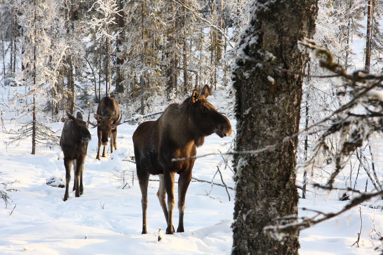 Saelens Vandrarhem I Graesheden Стётен Экстерьер фото